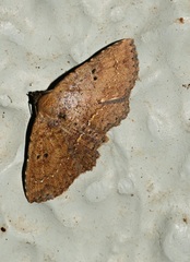 Cerynea discontenta