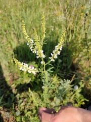 Melilotus albus