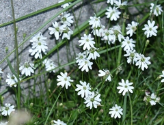 Silene saxifraga