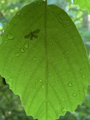 Dilaridae