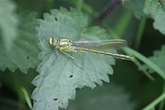 Gomphus pulchellus