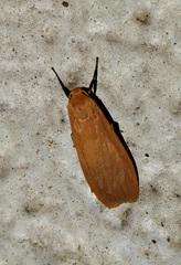 Manulea fuscodorsalis