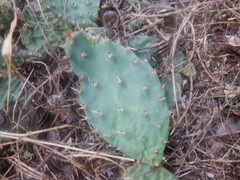 Opuntia cespitosa