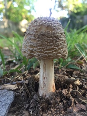 Amanita rubescens