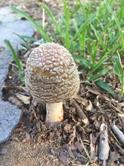 Amanita rubescens