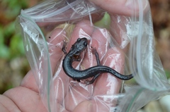 Plethodon montanus