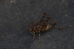 Pleioplectron simplex