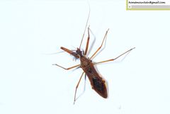 Epidaus