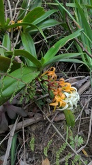 Cyrtorchis arcuata arcuata