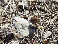 Lasiommata