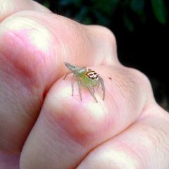 Artabrus erythrocephalus