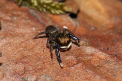 Euophrys frontalis