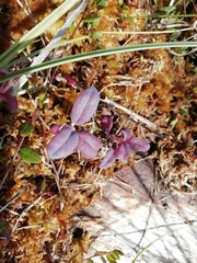 Exobasidium karstenii