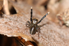 Euophrys frontalis