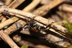 Euophrys frontalis