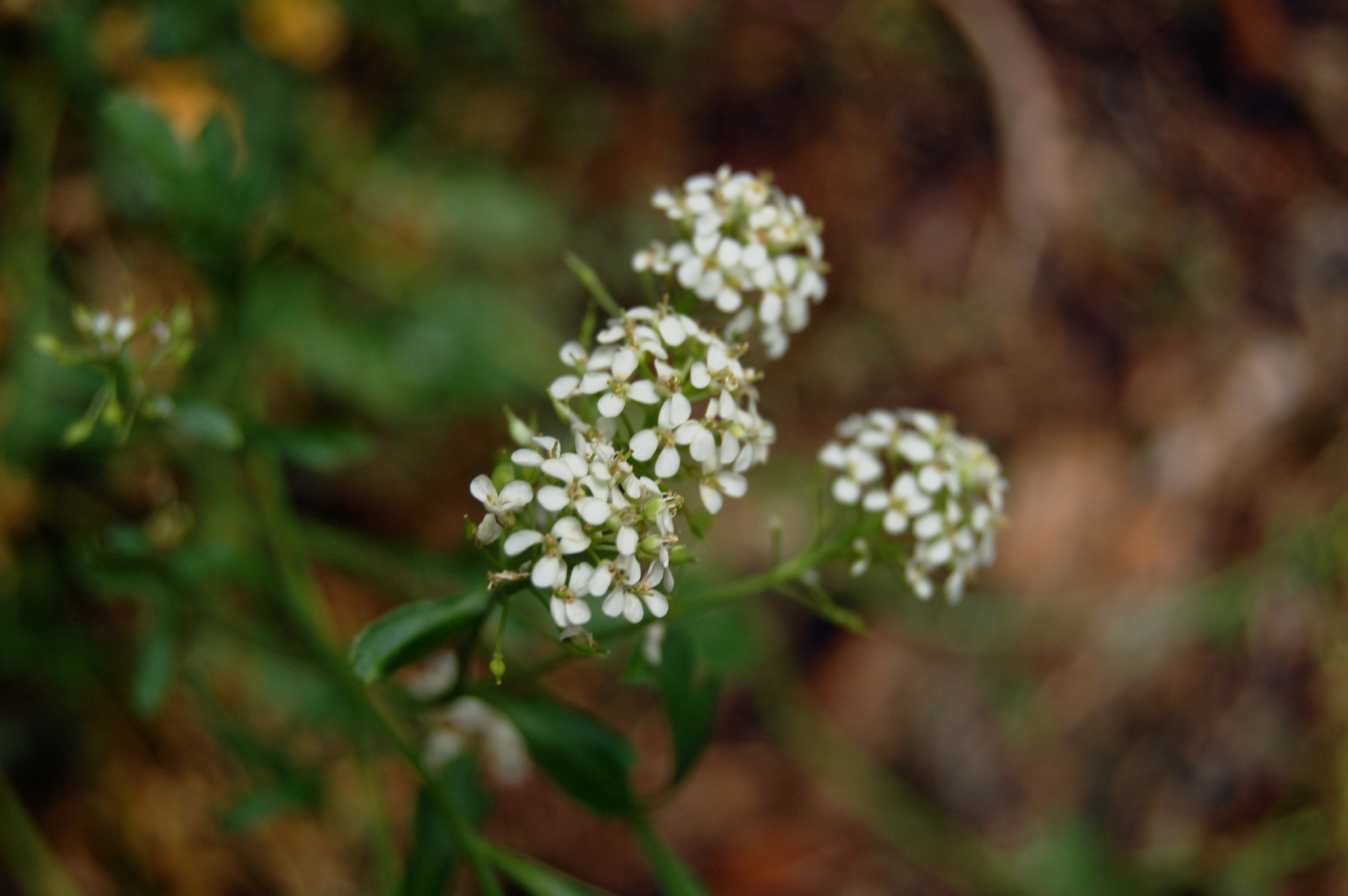 Lepidium montanum