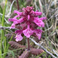 Pedicularis refracta transmorrisonensis
