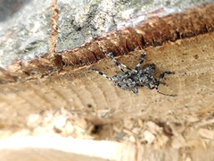 Aegomorphus clavipes