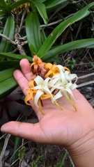 Cyrtorchis arcuata arcuata