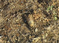 Cicadatra querula