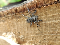 Aegomorphus clavipes