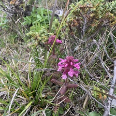 Pedicularis refracta transmorrisonensis