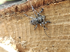 Aegomorphus clavipes