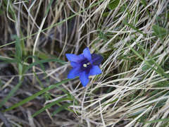 Gentiana clusii