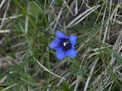 Gentiana clusii