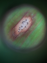 Phyllosticta convallariae