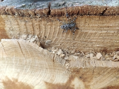 Aegomorphus clavipes