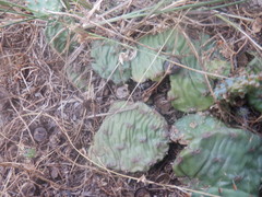 Opuntia cespitosa