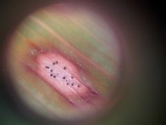 Phyllosticta convallariae