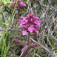 Pedicularis refracta transmorrisonensis
