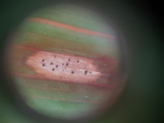 Phyllosticta convallariae