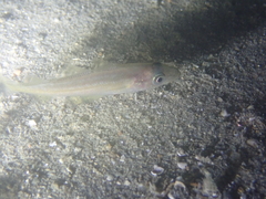 Pollachius pollachius