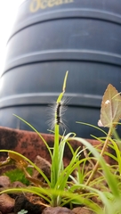 Lepidoptera