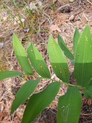 Phyllosticta convallariae