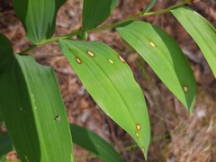 Phyllosticta convallariae