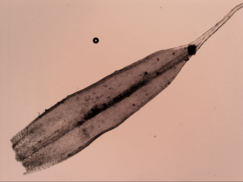 Grimmia pulvinata