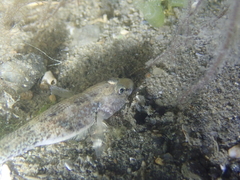 Pomatoschistus microps