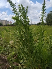 Erigeron canadensis