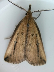 Macrochilo orciferalis