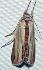 Cucullia convexipennis