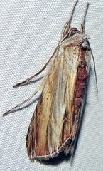 Cucullia convexipennis
