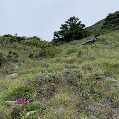 Pedicularis refracta transmorrisonensis