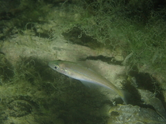 Pollachius pollachius