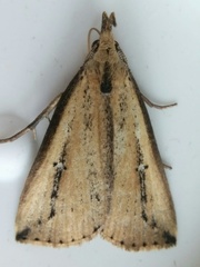 Macrochilo orciferalis