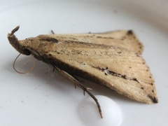 Macrochilo orciferalis