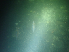 Alloteuthis subulata